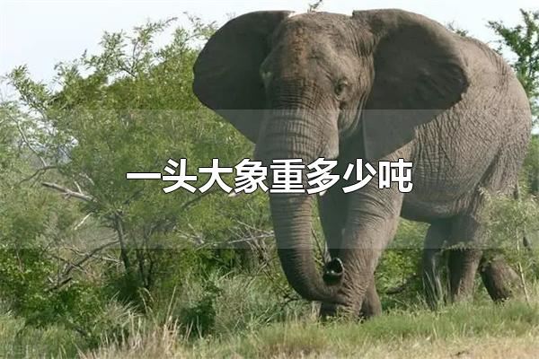 一头大象重多少吨 一头大象重3-8吨-思源网