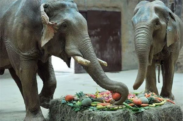 一头大象重多少吨 一头大象重3-8吨-思源网