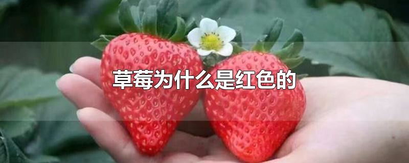 草莓为什么是红色的-思源网